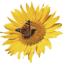 Postcardmania logo